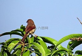 布朗伯劳,鸟,地区棕 cristatus