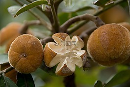 毛茸茸的紅木,dysoxylum rufum,樹(shù)
