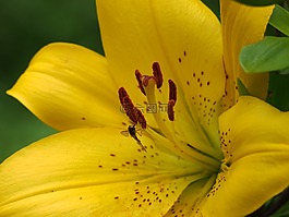 百合,黃色,開(kāi)花