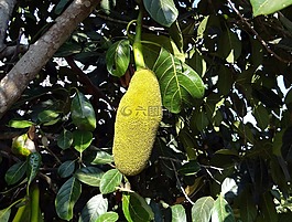 jackfruits,樹,黃色