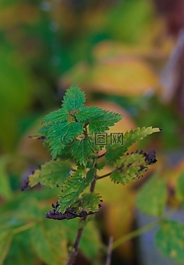 植物,葉子,秋