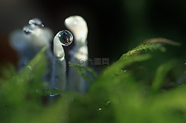 滴,蘑菇,雨滴