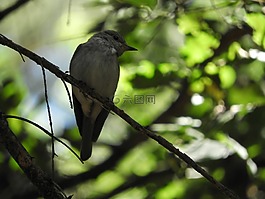 鳥,科,鳴鳥
