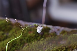 野生花卉,秋,苔