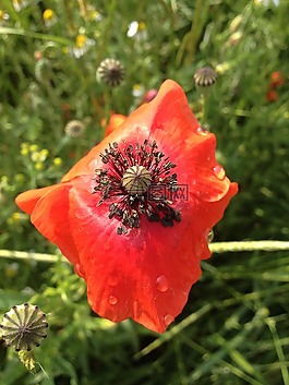 朵紅色的花,klatschmohn,綻放的雨滴
