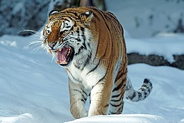 虎,amurtiger,捕食