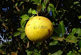 柚子,柑橘果實,維生素 c