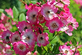 玫瑰,野生玫瑰,開花