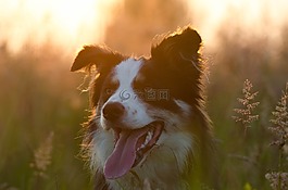 邊境牧羊犬,夏季,日落
