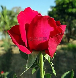 玫瑰,鮮花,粉紅色