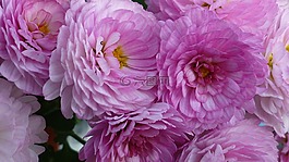阿斯特,花,开花