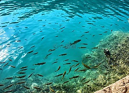 魚群,魚,水