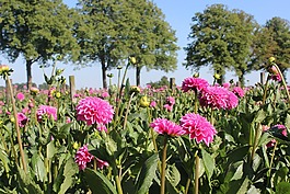 花卉,娇琴纱,大丽花字段