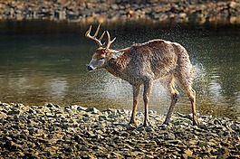 鹿,埃爾克,野生動物