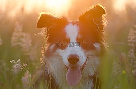 邊境牧羊犬,夏季,日落