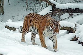 虎,amurtiger,捕食