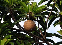 水果,sapota,人心果