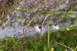 野生花卉,秋,苔