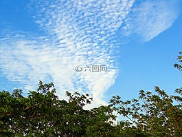 果園,水果,chikoo樹