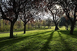 勒根北愛(ài)爾蘭,公園,樹(shù)
