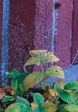 植物,葉,秋