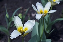 鮮花,白花,夏季