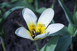 夏季,白花,鮮花