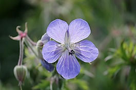 草地cranesbill,克内斯比尔,天竺葵