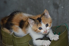 貓,mieze,俏皮