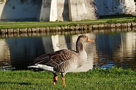 鳥,鵝,野鵝