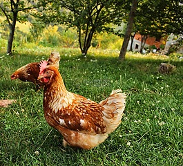 雞,家禽,鳥