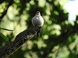 鳥,科,羽毛