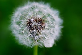 蒲公英,特寫,花園