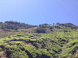 茶,人工林,綠色