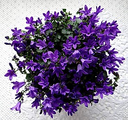 鮮花,鐘,春天