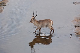 羚羊,野生動(dòng)物園,非洲