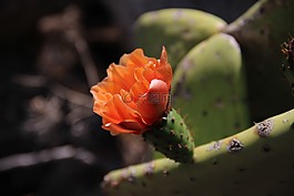 仙人掌,開(kāi)花,仙人掌花