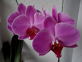 蘭花,鮮花,室內(nèi)植物