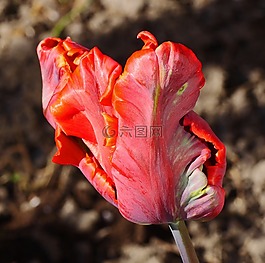郁金香,tulpenbluete,育種