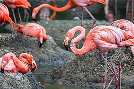 動物,火烈鳥,粉紅色的火烈鳥