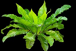 kadaka,葉子,蕨類(lèi)植物