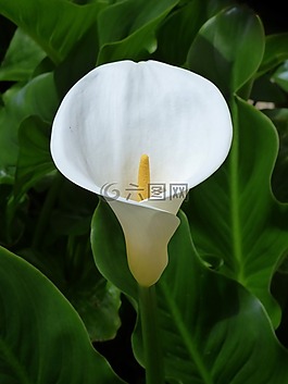花,美,符號(hào)