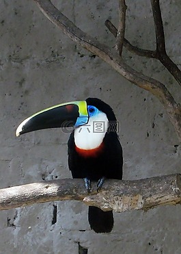 圖坎,鳥,動物