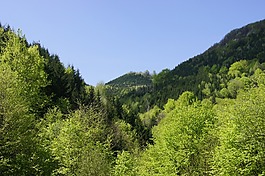 谷,森林,樹木