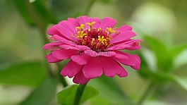 自然,花,植物區(qū)系