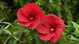 花,自然,植物區(qū)系