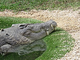 鱷魚,微笑,動物