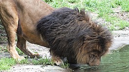 獅子,貓,喝