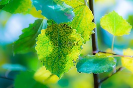 大自然,下降,秋季