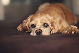 狗,肖像,動物